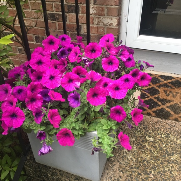 Meet your Posher, Chris - Picture 2 of 4